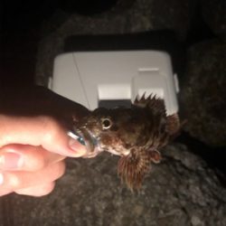 久々のライトゲーム