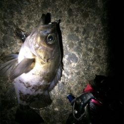 5目ライトゲーム(*^ω^*)