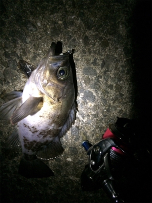 5目ライトゲーム(*^ω^*)