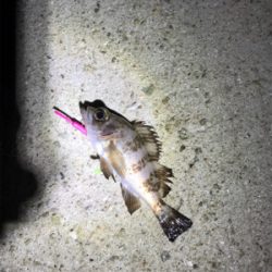 今年初アジング