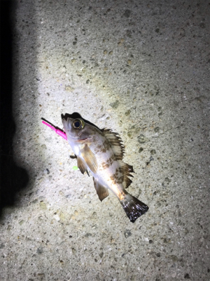 今年初アジング