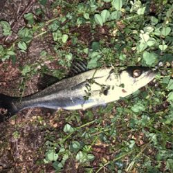 初乗船にてメバル釣り