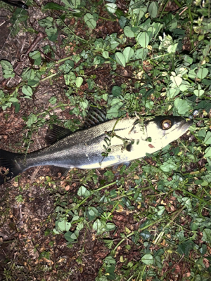 初乗船にてメバル釣り