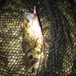 やっぱりミニガシラのみ…σ(^_^;)