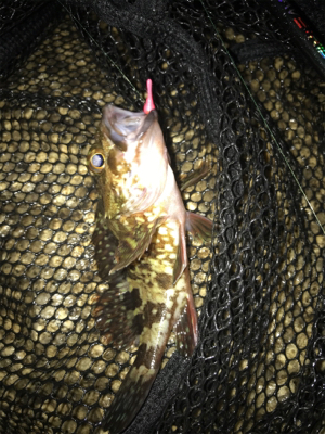 やっぱりミニガシラのみ…σ(^_^;)