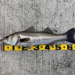 大阪南港での エビ撒き釣果！