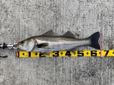 大阪南港での エビ撒き釣果！