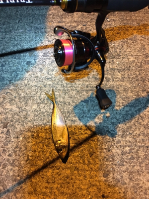 ナイトアジング