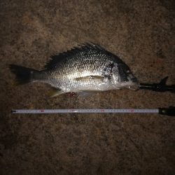 ナイトチニング