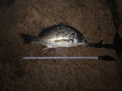 ナイトチニング