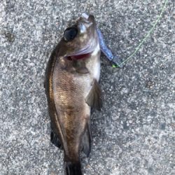 久々のメバリング