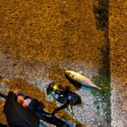 仕事終わりアジング