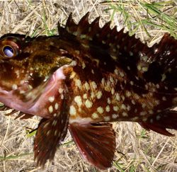 メバリンガー1855〜1935