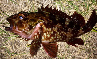 メバリンガー1855〜1935