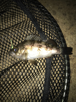 渋いメバリングσ(^_^;)