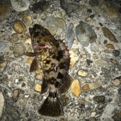 月曜から夜更かし