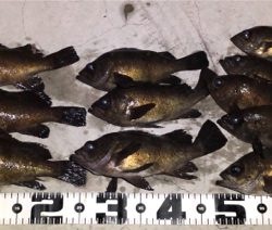 メバリング 良型狙い撃ち