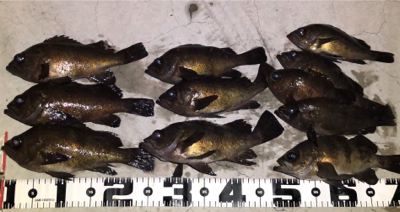 メバリング 良型狙い撃ち