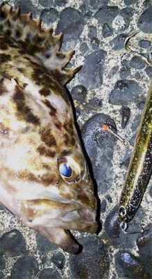 シーバス行ったらムラソイも釣れた！