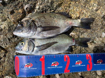 津久見市 地磯フカセチヌ