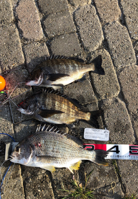 釣り馬鹿日和2日目