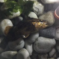 まったり夜釣り