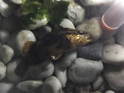 まったり夜釣り