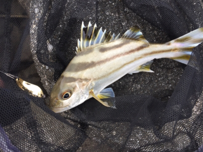 石垣 ライトゲーム！