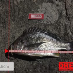 ど干潮のキビレ