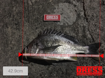 ど干潮のキビレ