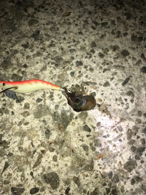 ぴょこぴょこ引くの君か！