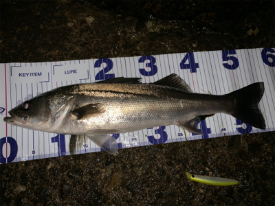 秋田港ナイトシーバス