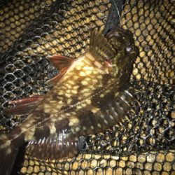 チビガシラに遊んでもらう(^^)