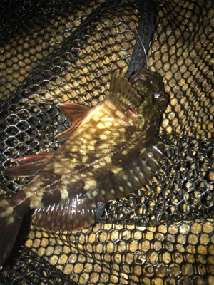 チビガシラに遊んでもらう(^^)