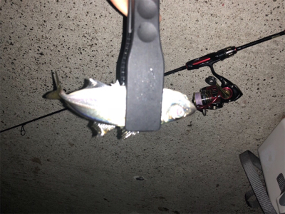 久しぶりのアジング