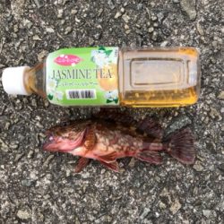 イワシでノマセ釣り