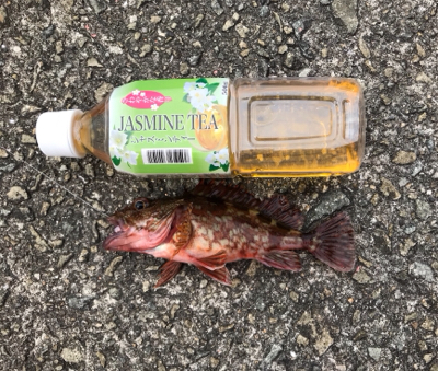 イワシでノマセ釣り