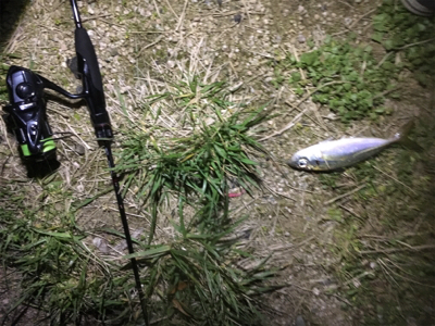 いつも通りアジング