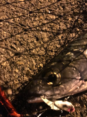 シーバスが釣りたい