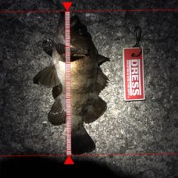 下げ止まり1時間釣行