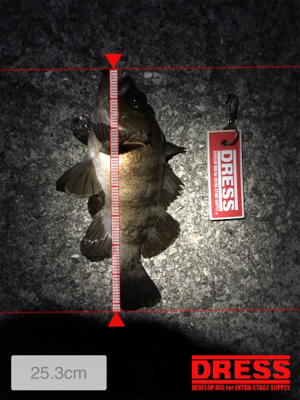 下げ止まり1時間釣行