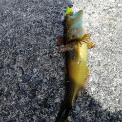 久しぶりのデイゲーム♪