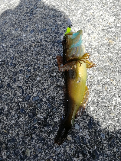 久しぶりのデイゲーム♪