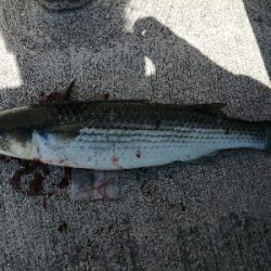 お昼はボラ〜夜はバチ抜け