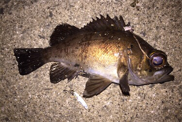 ジグのみでメバリング