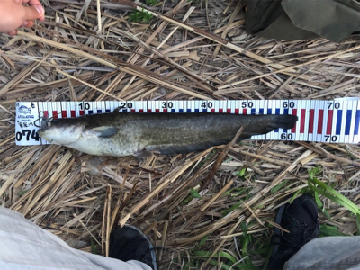 バス釣りのはずがナマズ？！