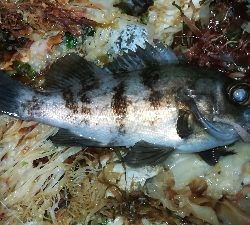 ナイトメバリング