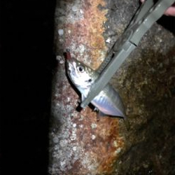 ナイトアジング