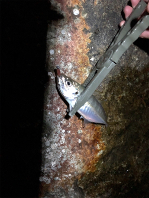 ナイトアジング