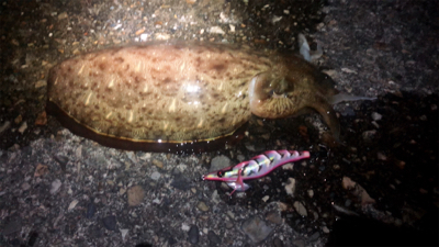 アオリイカはまだなのかな